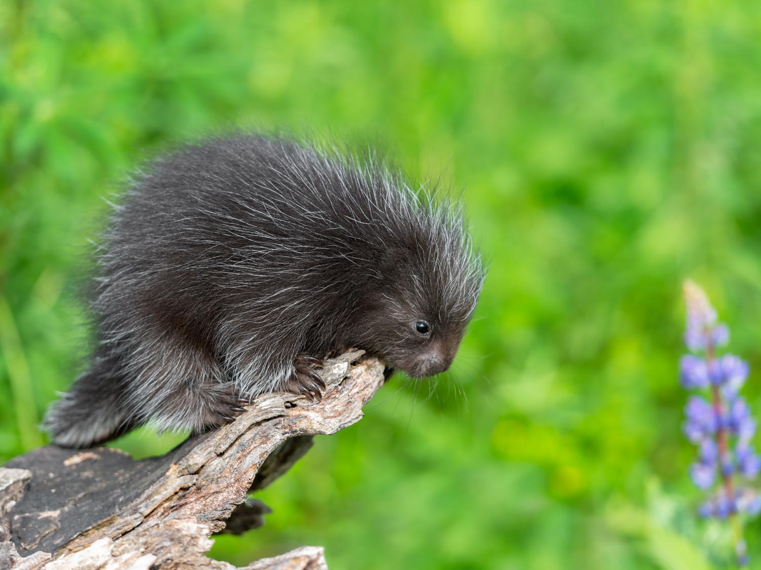 A porcupine
