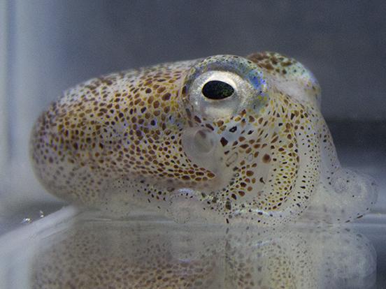 Adult Hawaiian bobtail squid