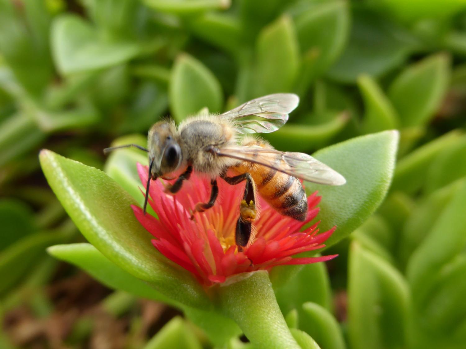 African honeybee on a red flower