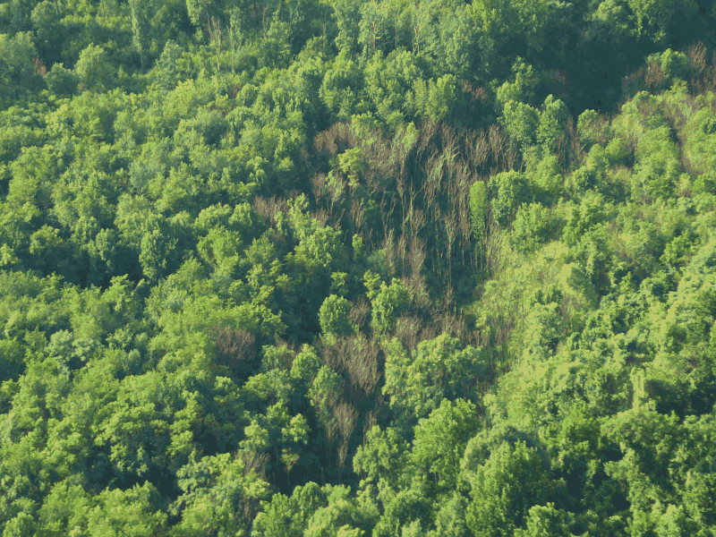 forest with Ailanthus tree wilt