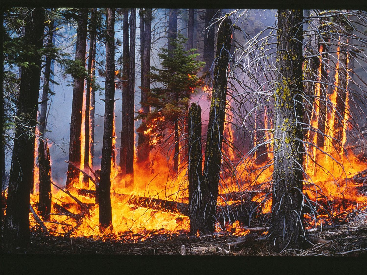 Forest consumed by flames