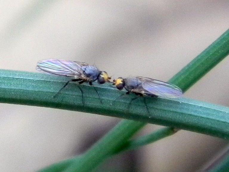 Allium leafminer adults