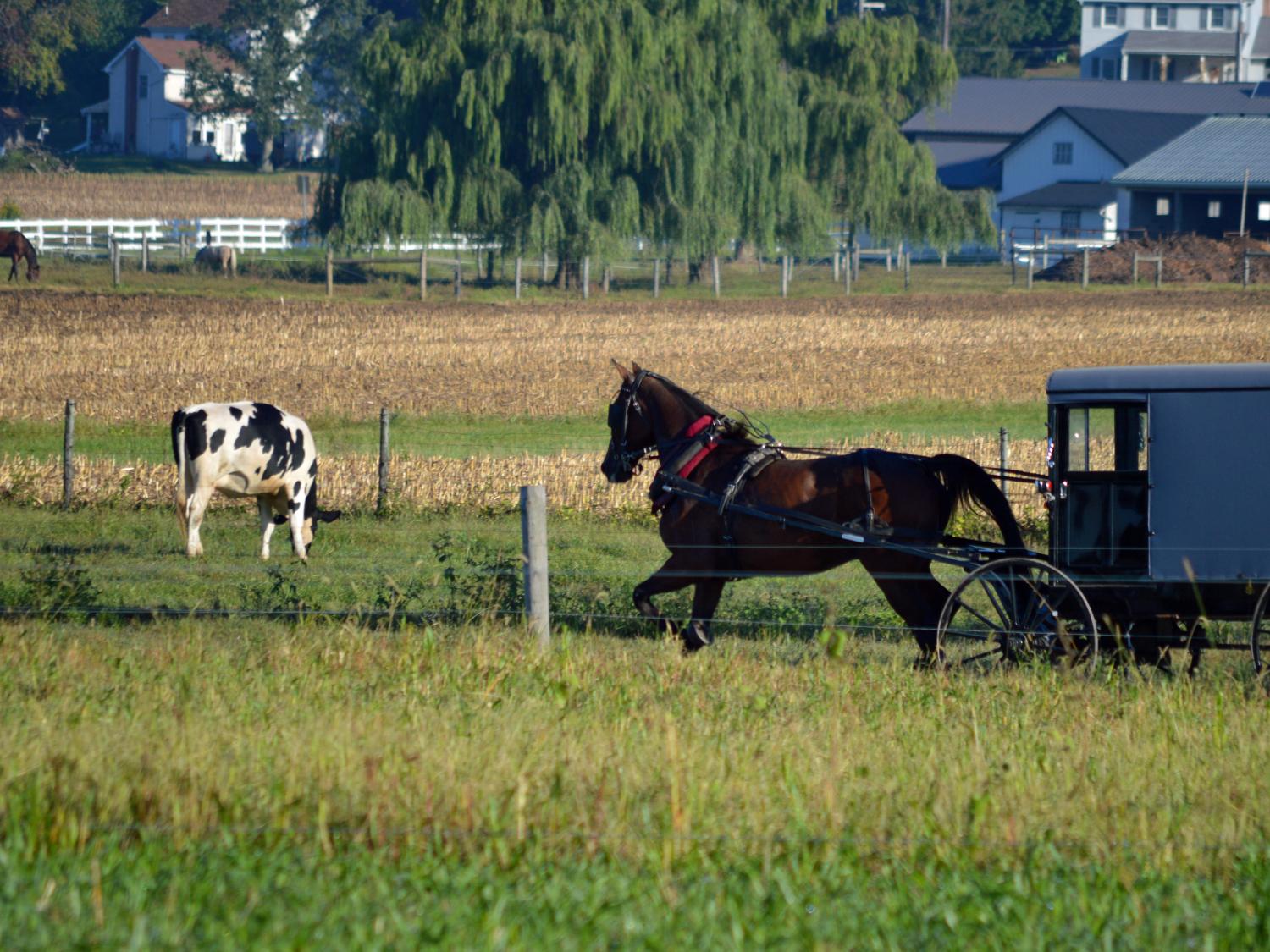 A field of green grass and weeds is in the foreground. Just beyond that, a horse pulls a buggy. A cow is eating grass in a nearby field. Houses are in the background.