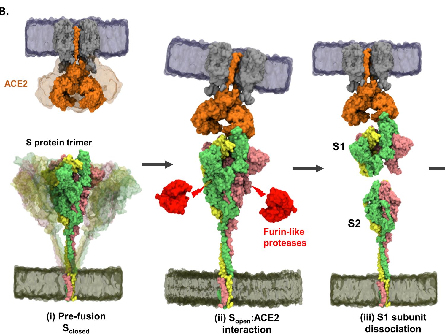 Illustration of spike protein attaching to ACE2 receptor