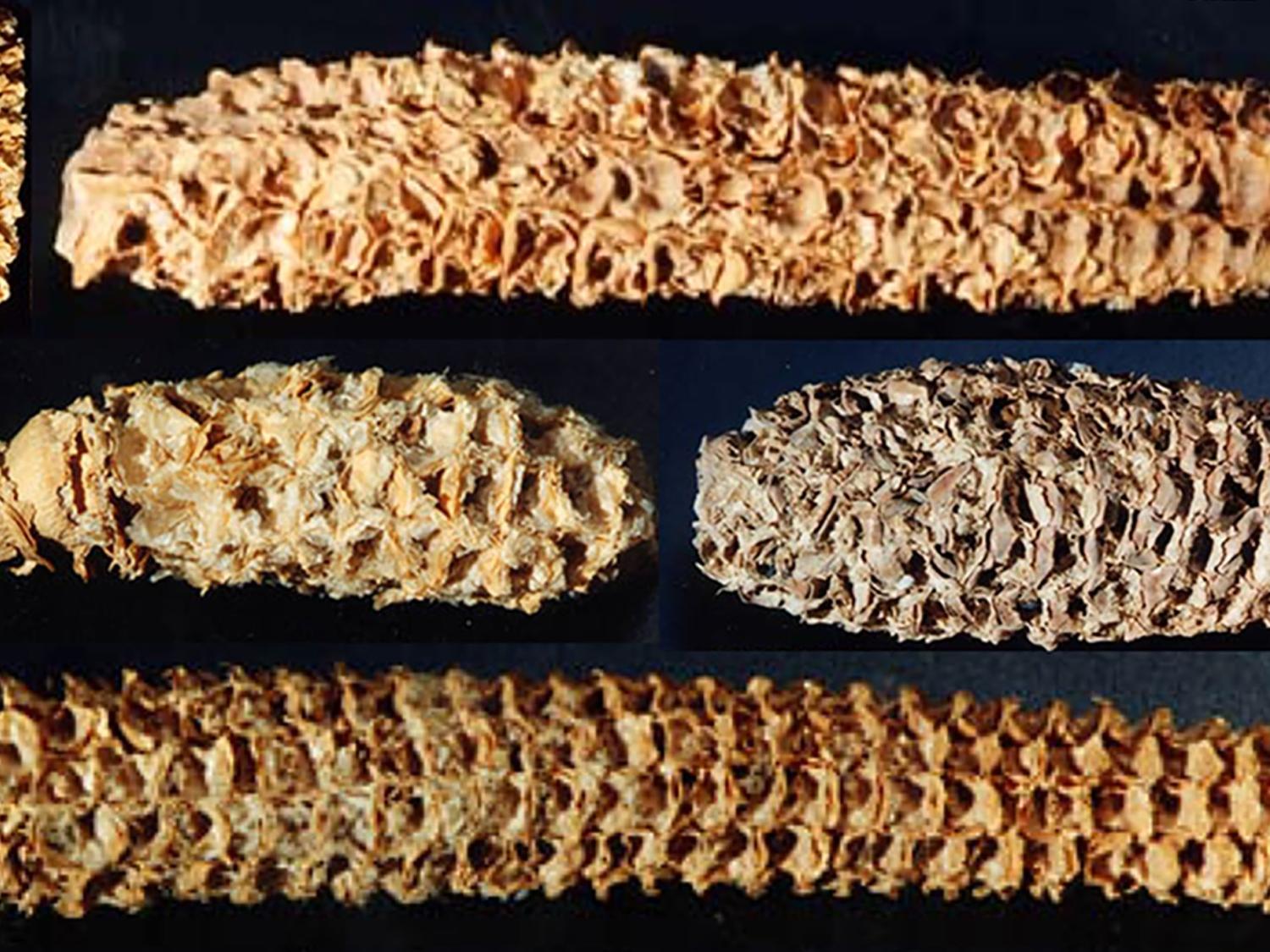 ancient corn cobs