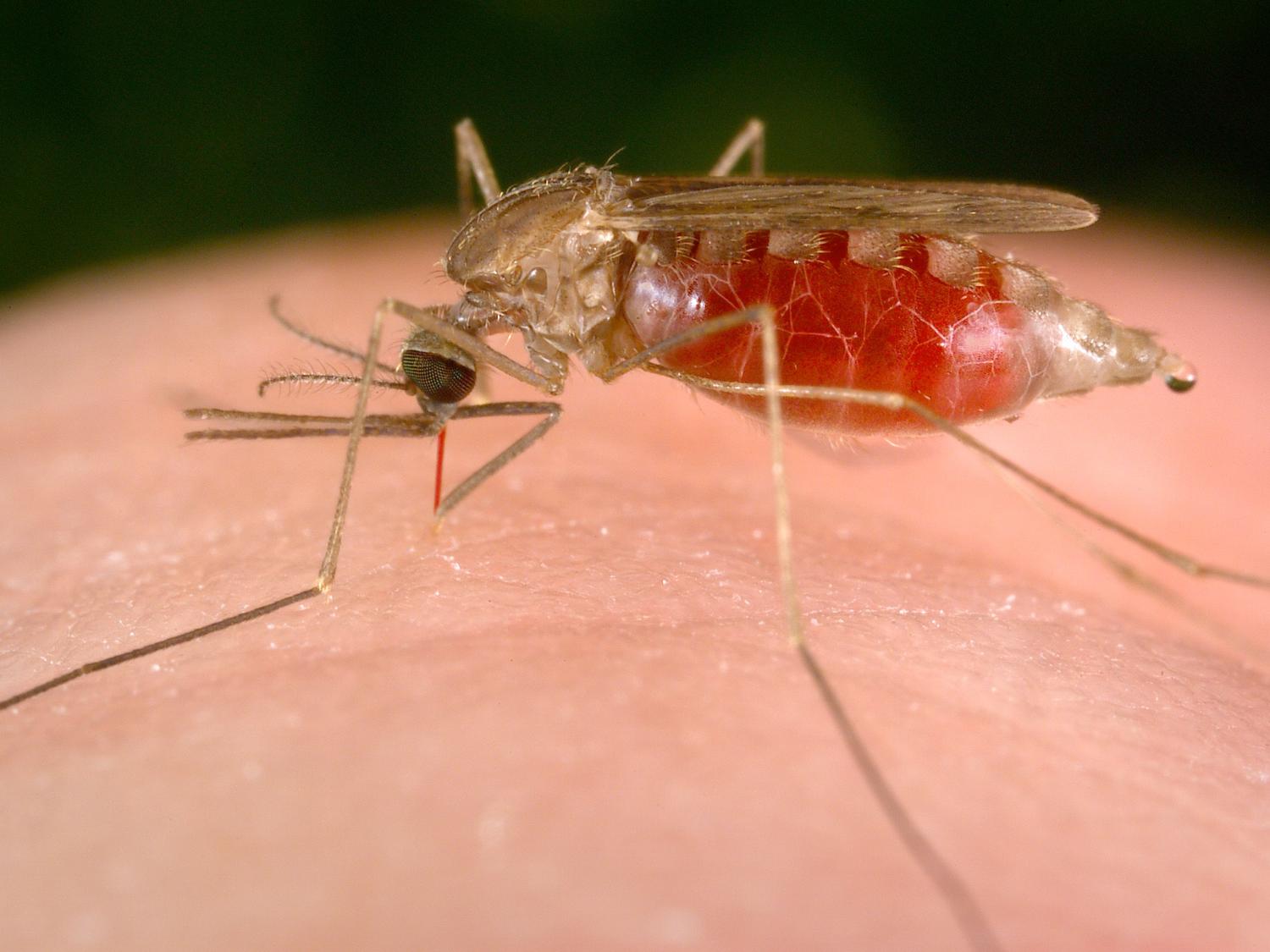Anopheles freeborni mosquito