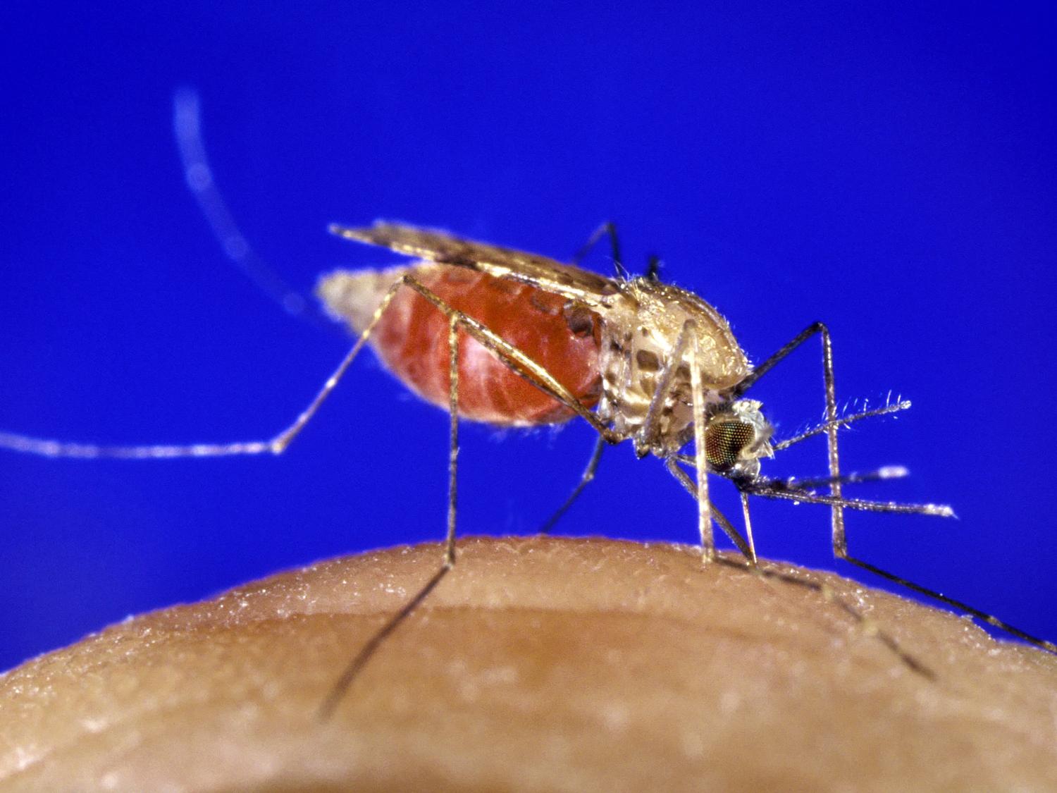 Anopheles gambiae mosquito