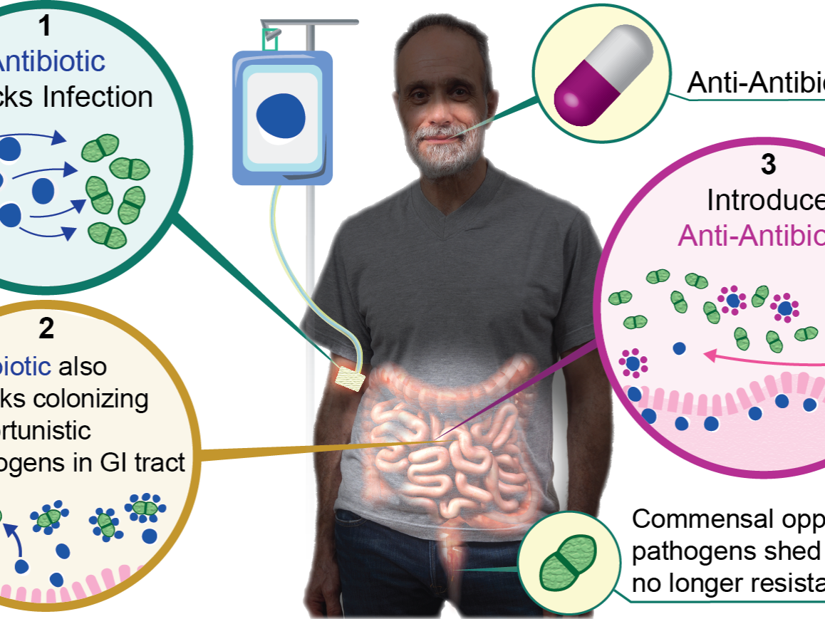 Diagram showing how anti-antibiotic works