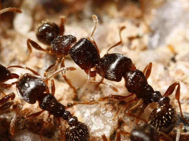Pavement ants
