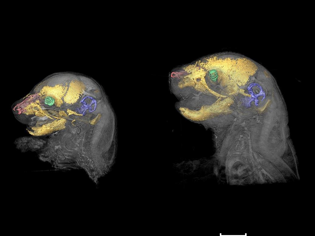 mouse skulls