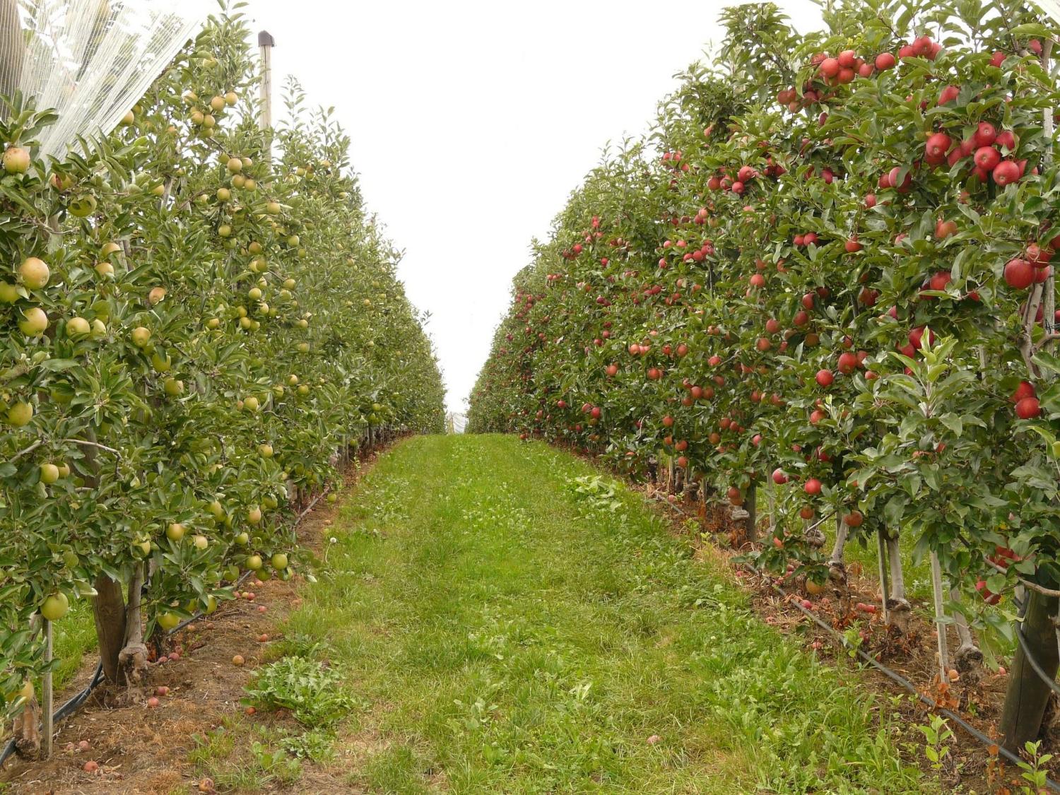 Apple orchard