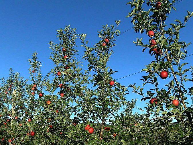 Apple trees on trellis
