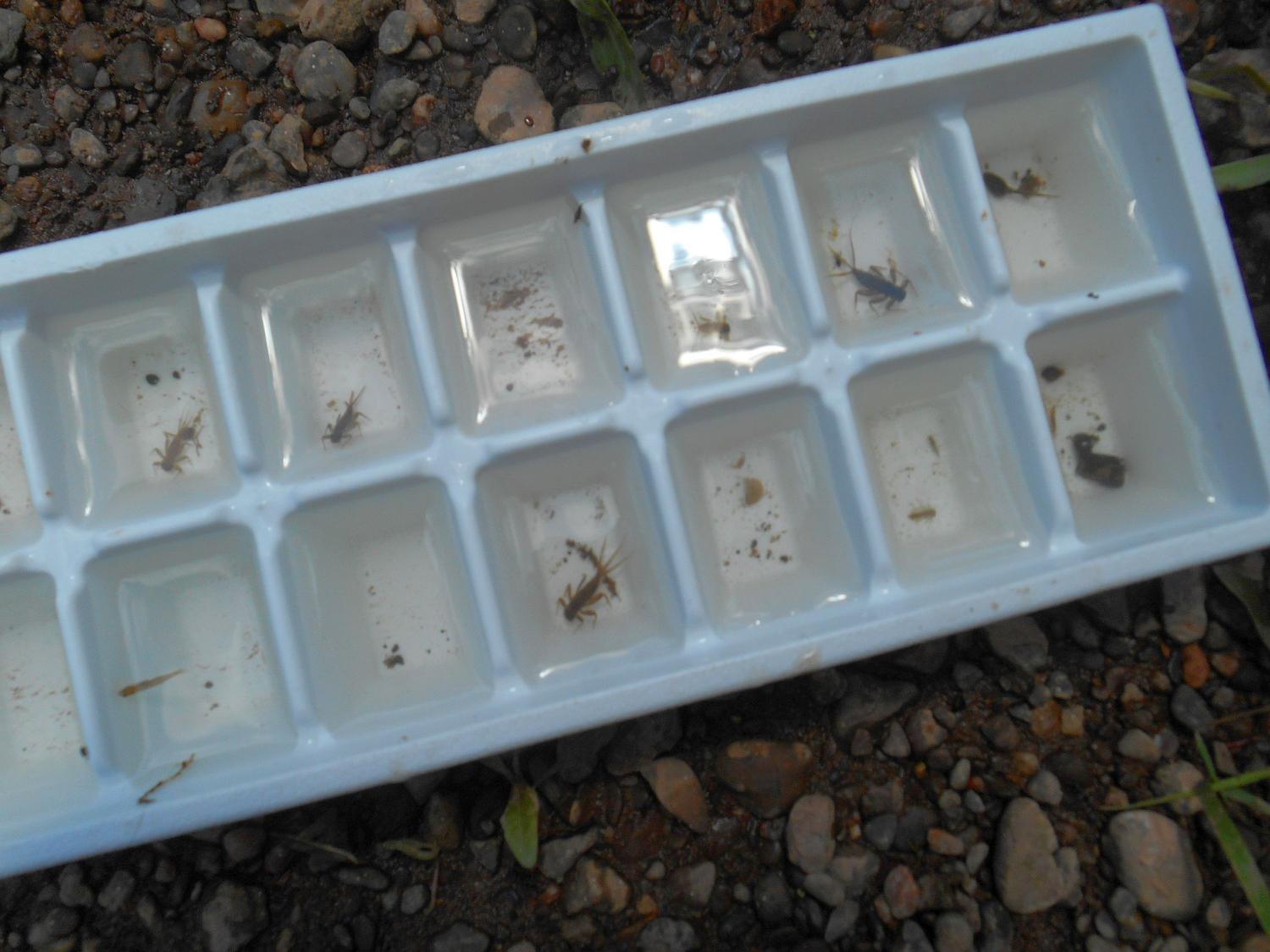 Aquatic insects