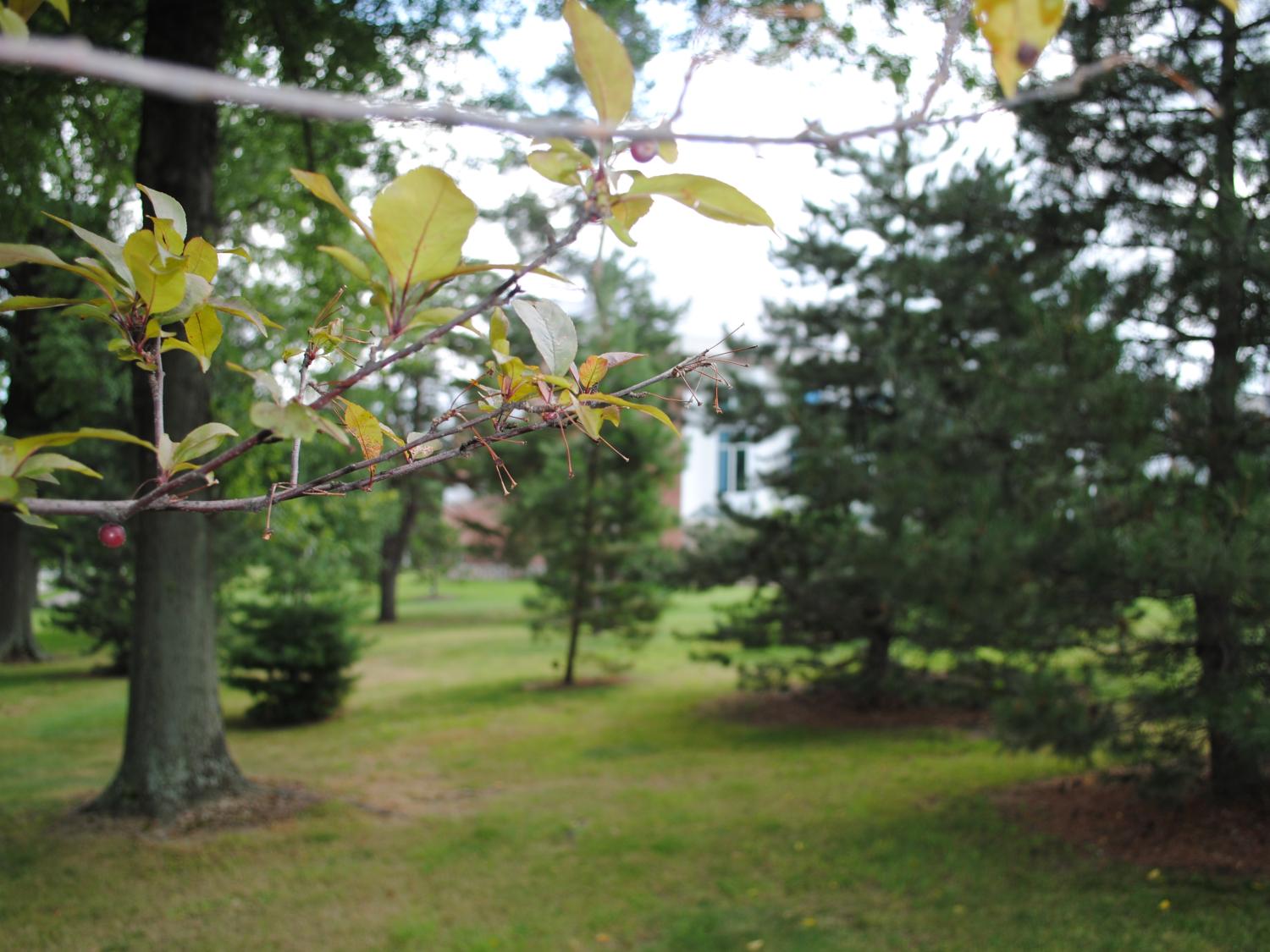 For the second consecutive year, Penn State Erie, The Behrend College, has earned Tree Campus USA® recognition. 
