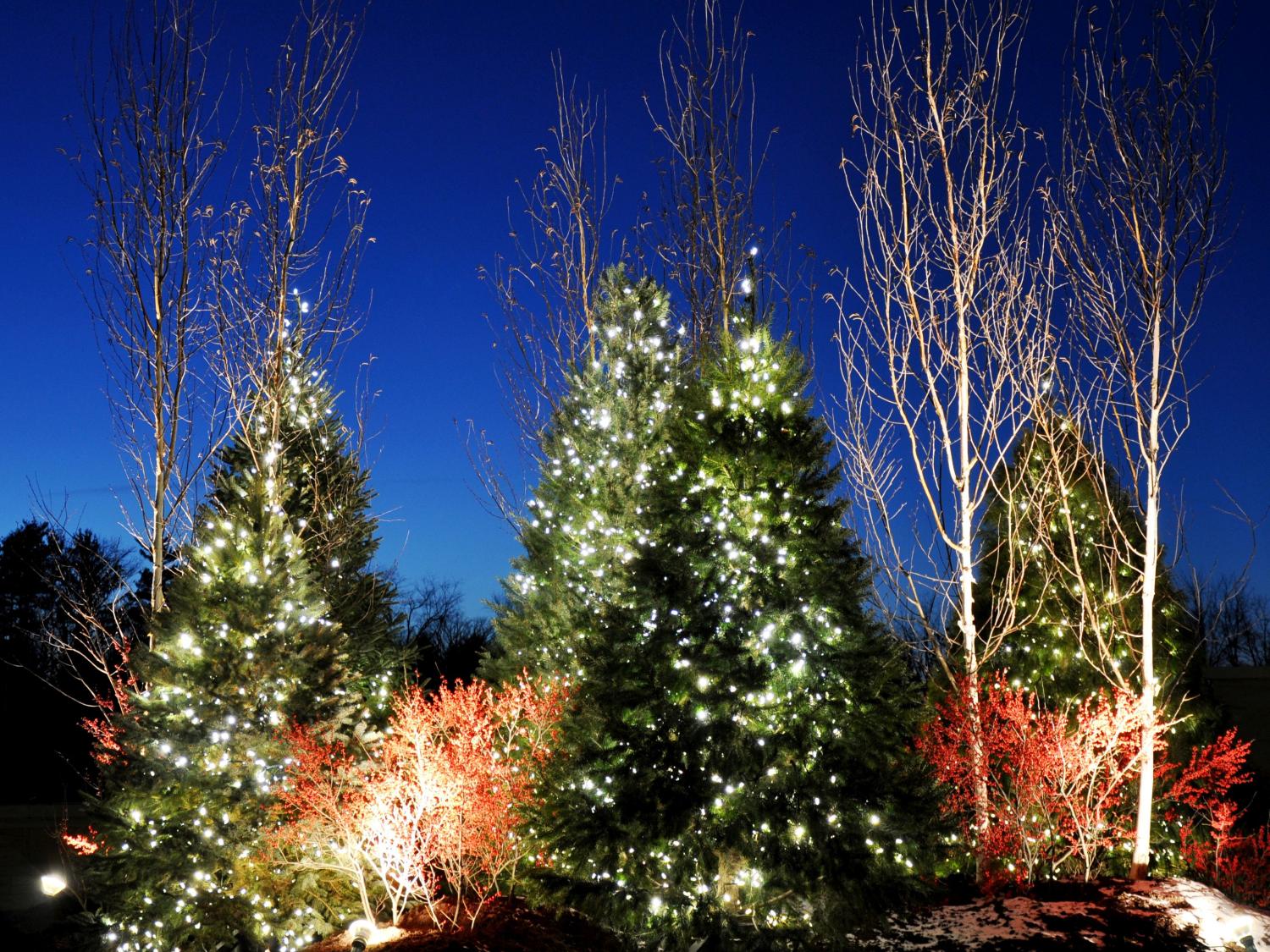 Arboretum holiday display