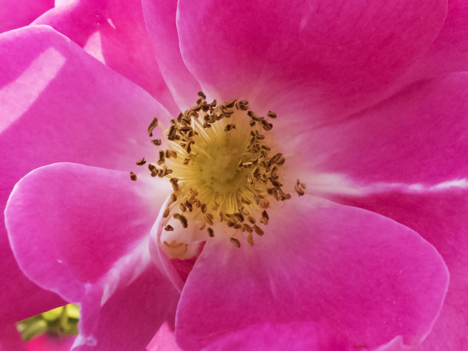 kordesii rose