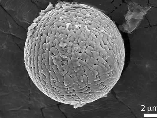 An ancient micrometeorite under a microscope 