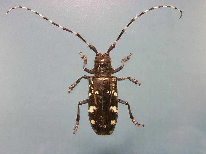 photo of beetle