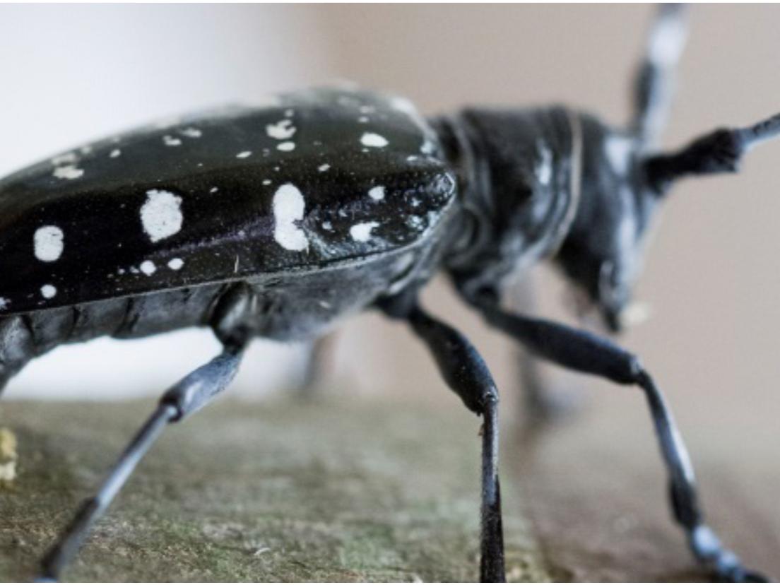 Black with white spots an Asian Longhorn Beetle walks on a branch
