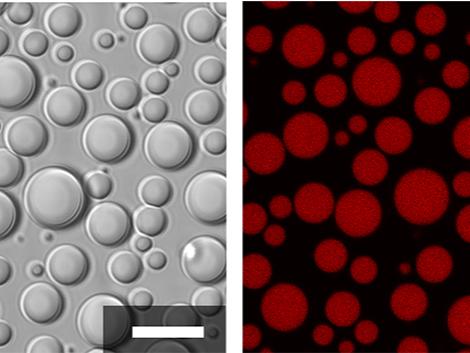Membraneless compartments made from short poymers, fluorescently labeled for RNA on right 