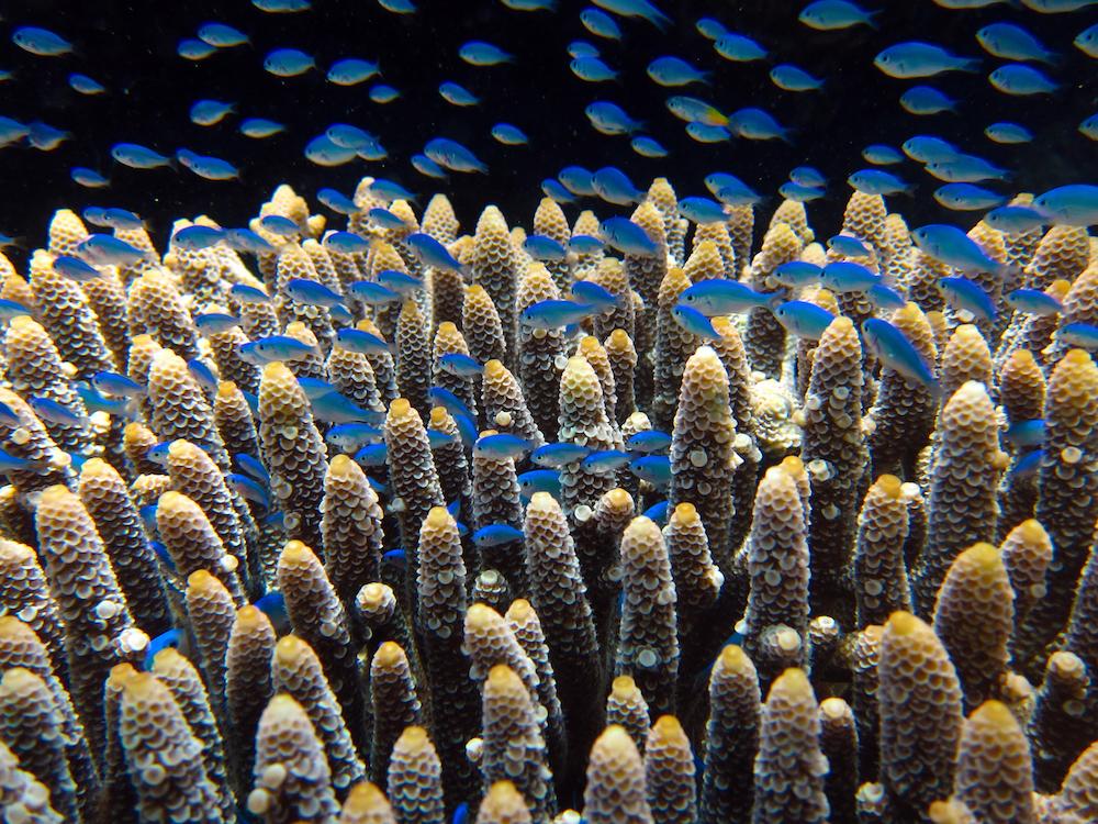 corals on Great Barrier Reef