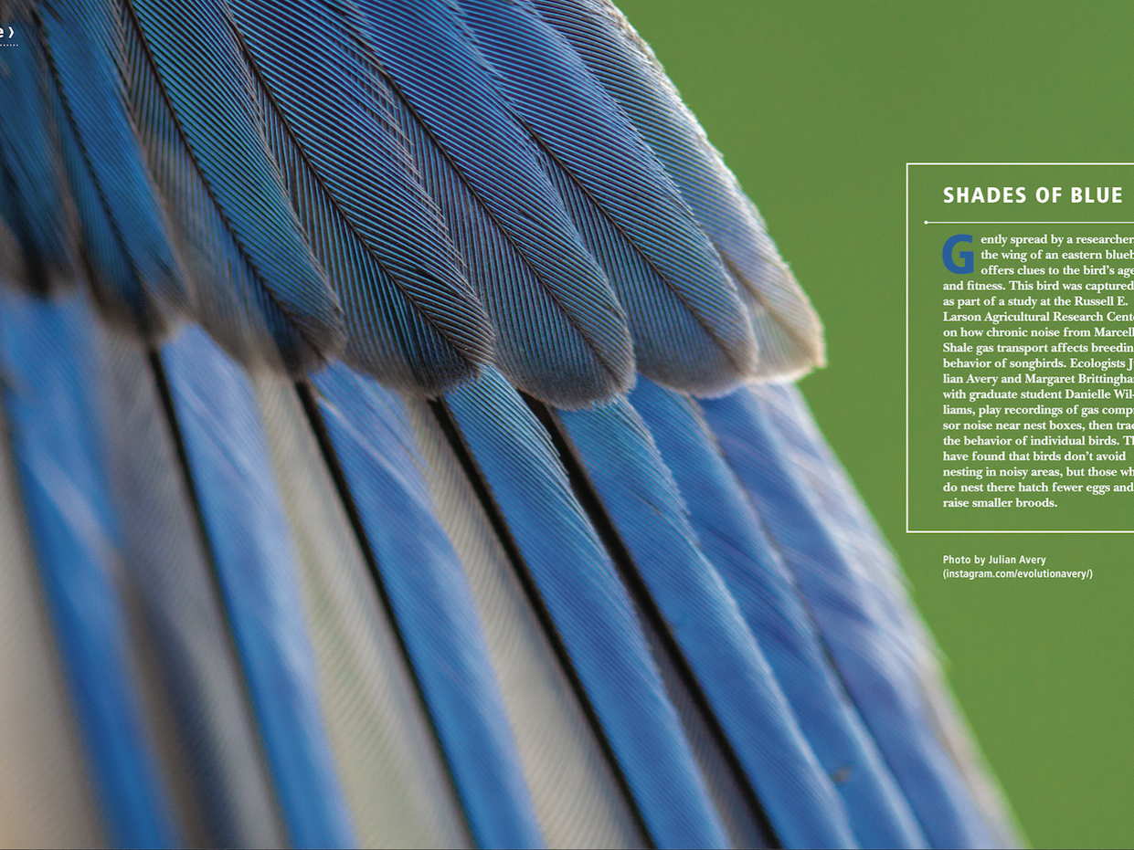 closeup of a bluebird's wing