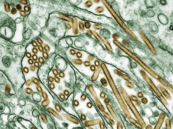 Avian flu virus