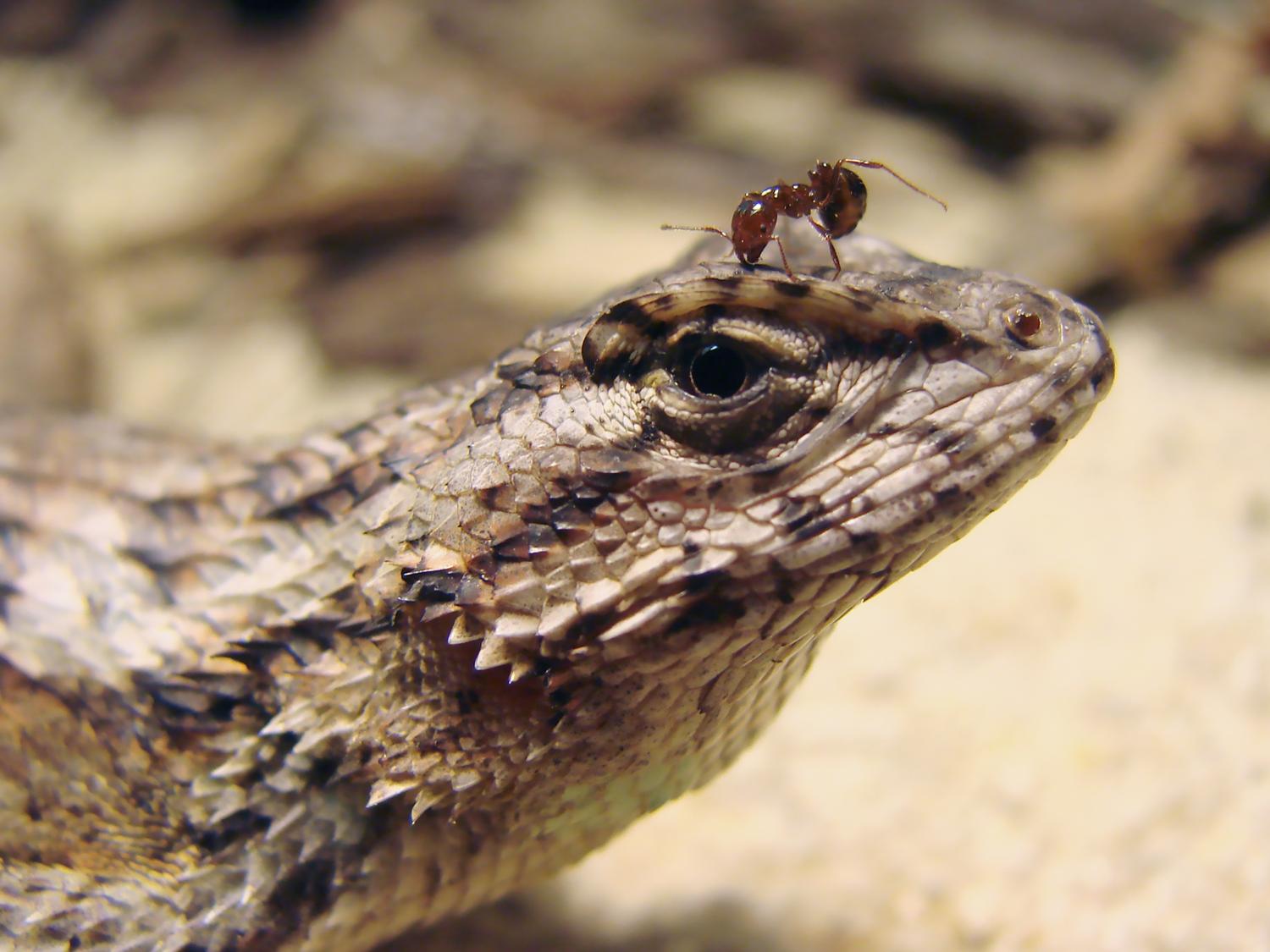 Lizard with fire ant