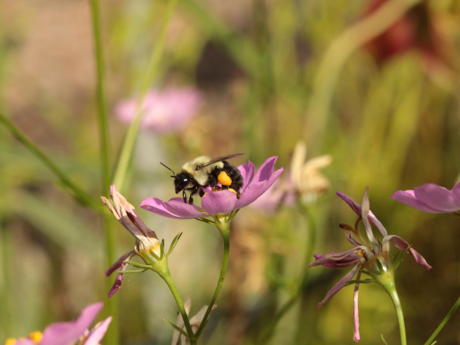 bumblebee with load