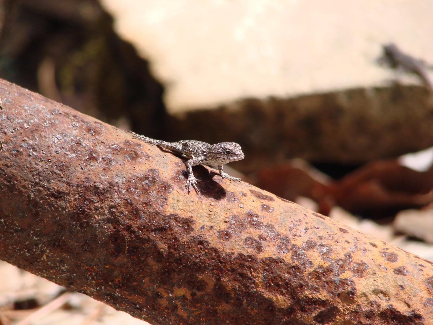 Baby fence lizard sitting on a branch