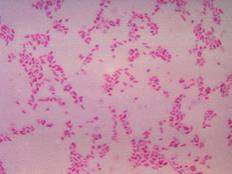 dark pink bacteria on light pink background