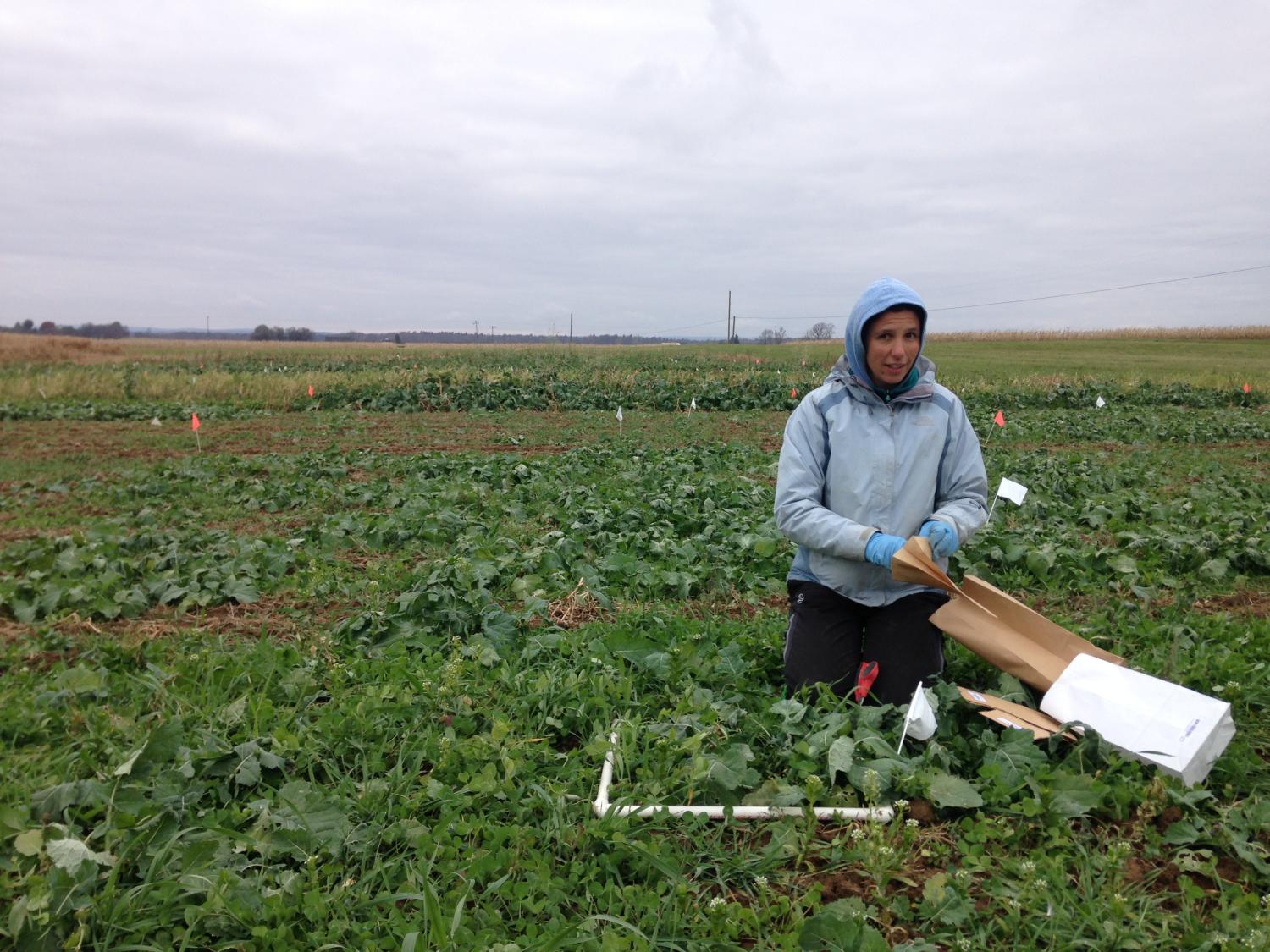 taking cover crop samples