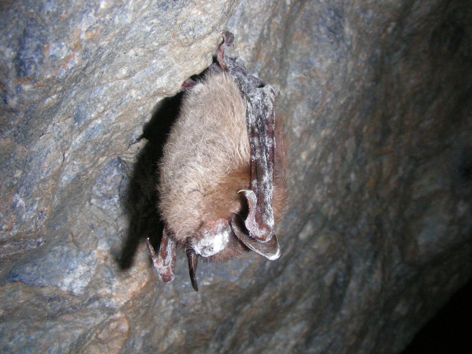 Little brown bat with white-nose syndrome