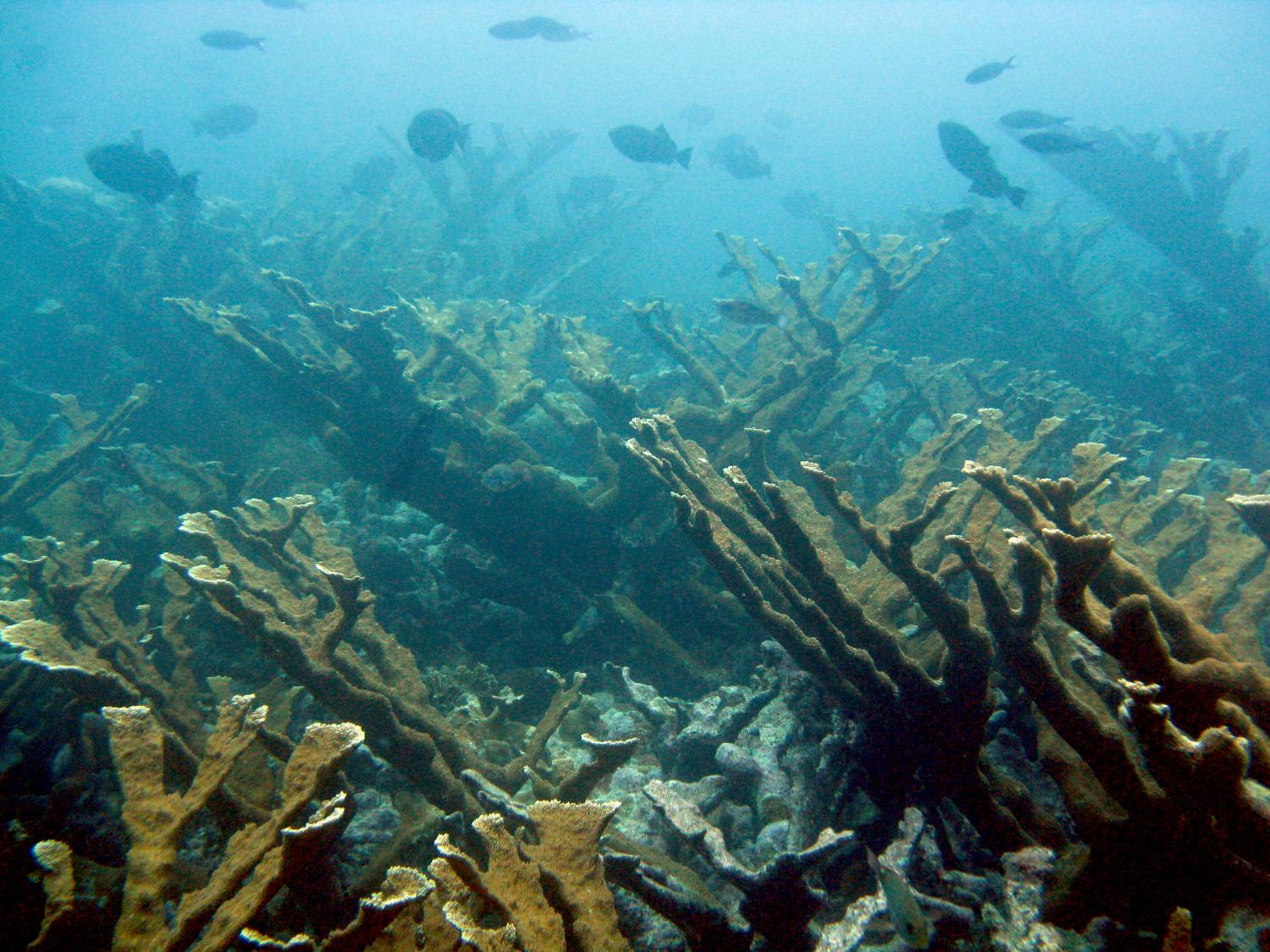 Thicket of the Caribbean Elkhorn Coral