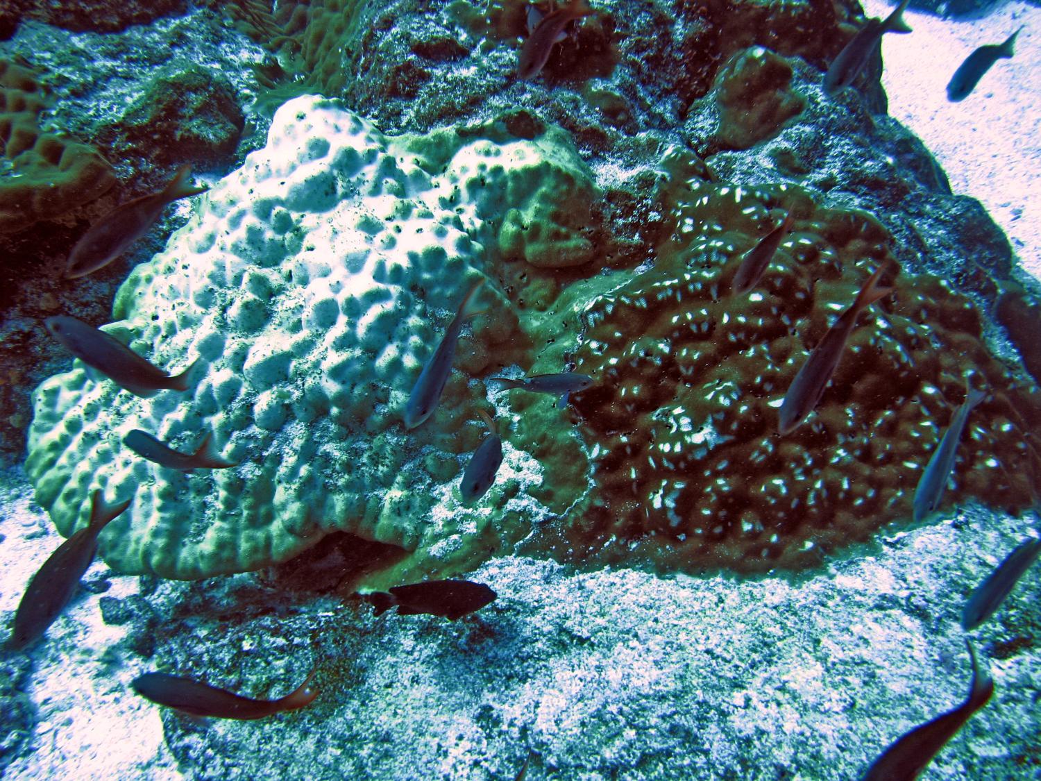 Two corals growing side by side. The left colony is bleached: it appears white. 