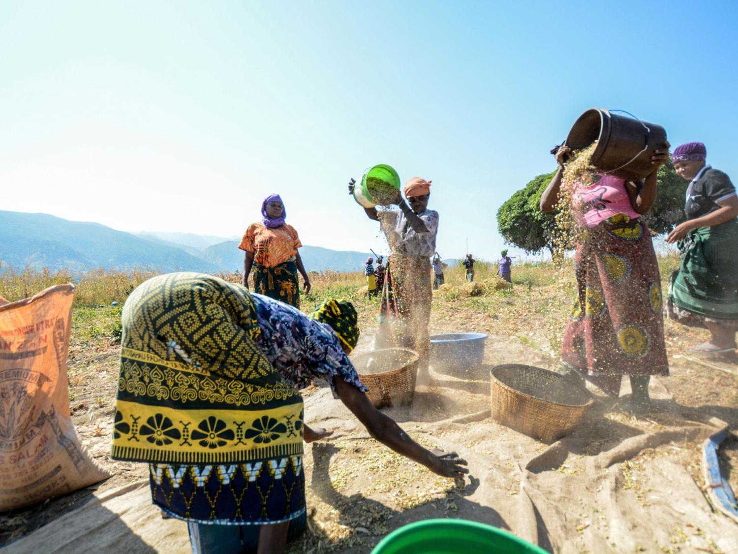 Tanzania bean harvest