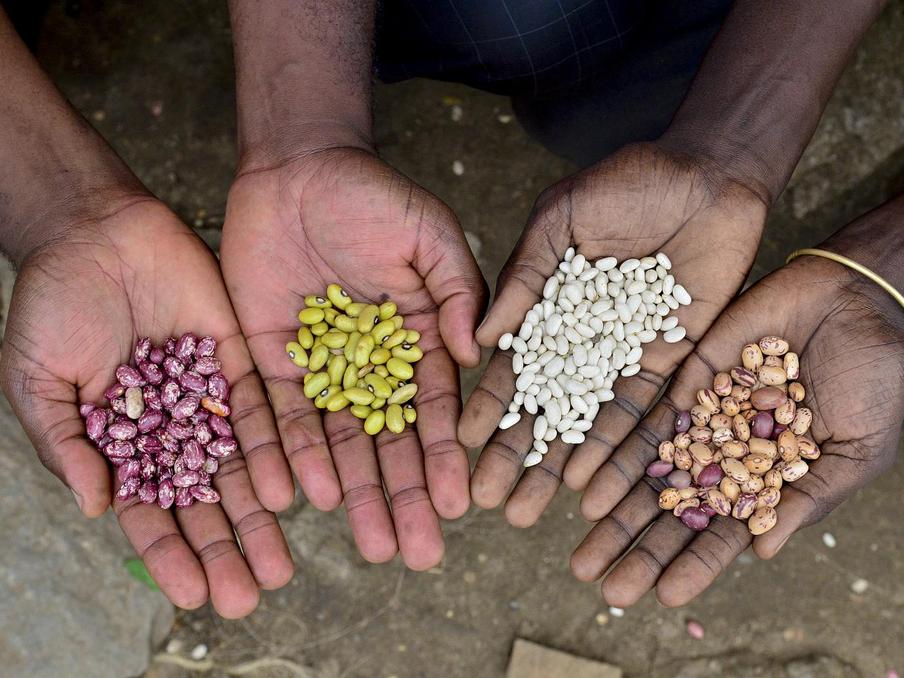 Beans in Africa