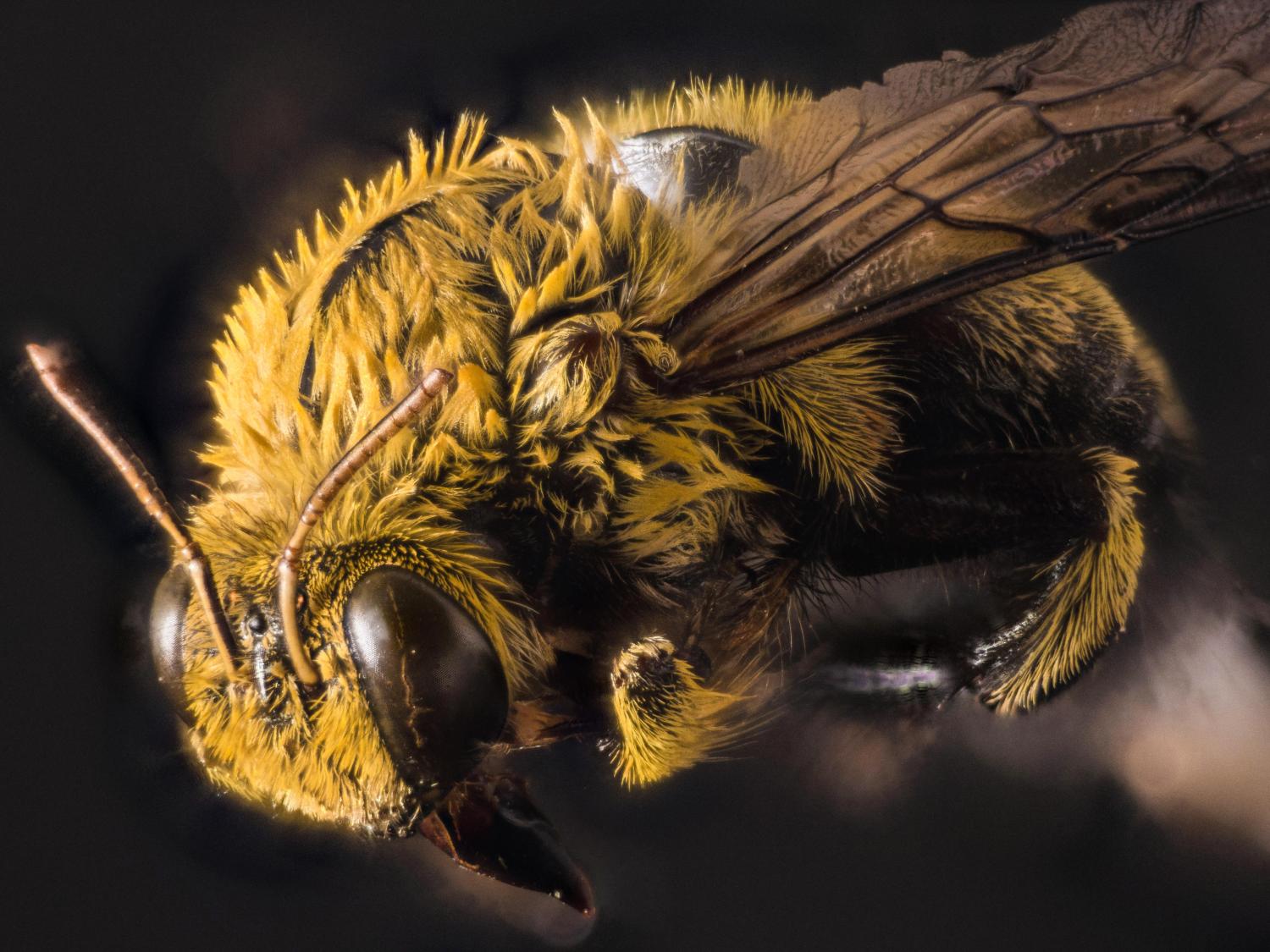 Bee close-up