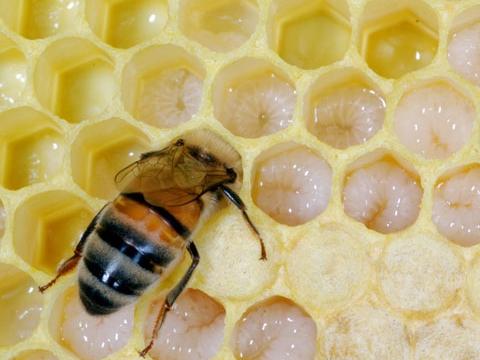 Bee feeding larva in the hive