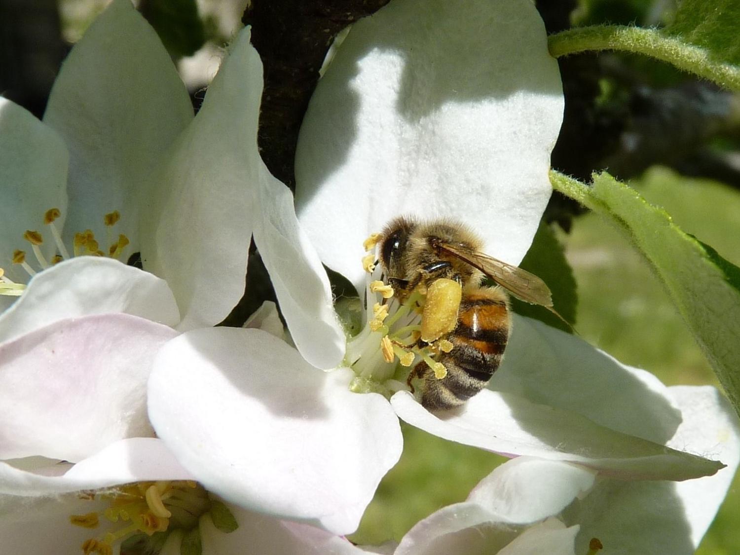 Honey bee on apple blossom