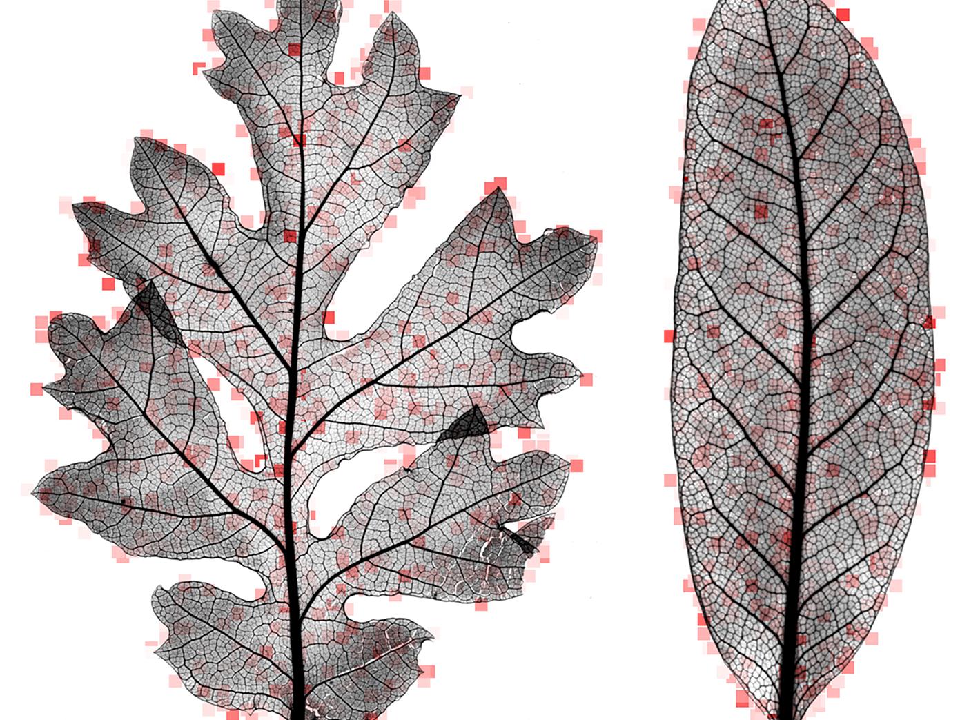 beech leaf