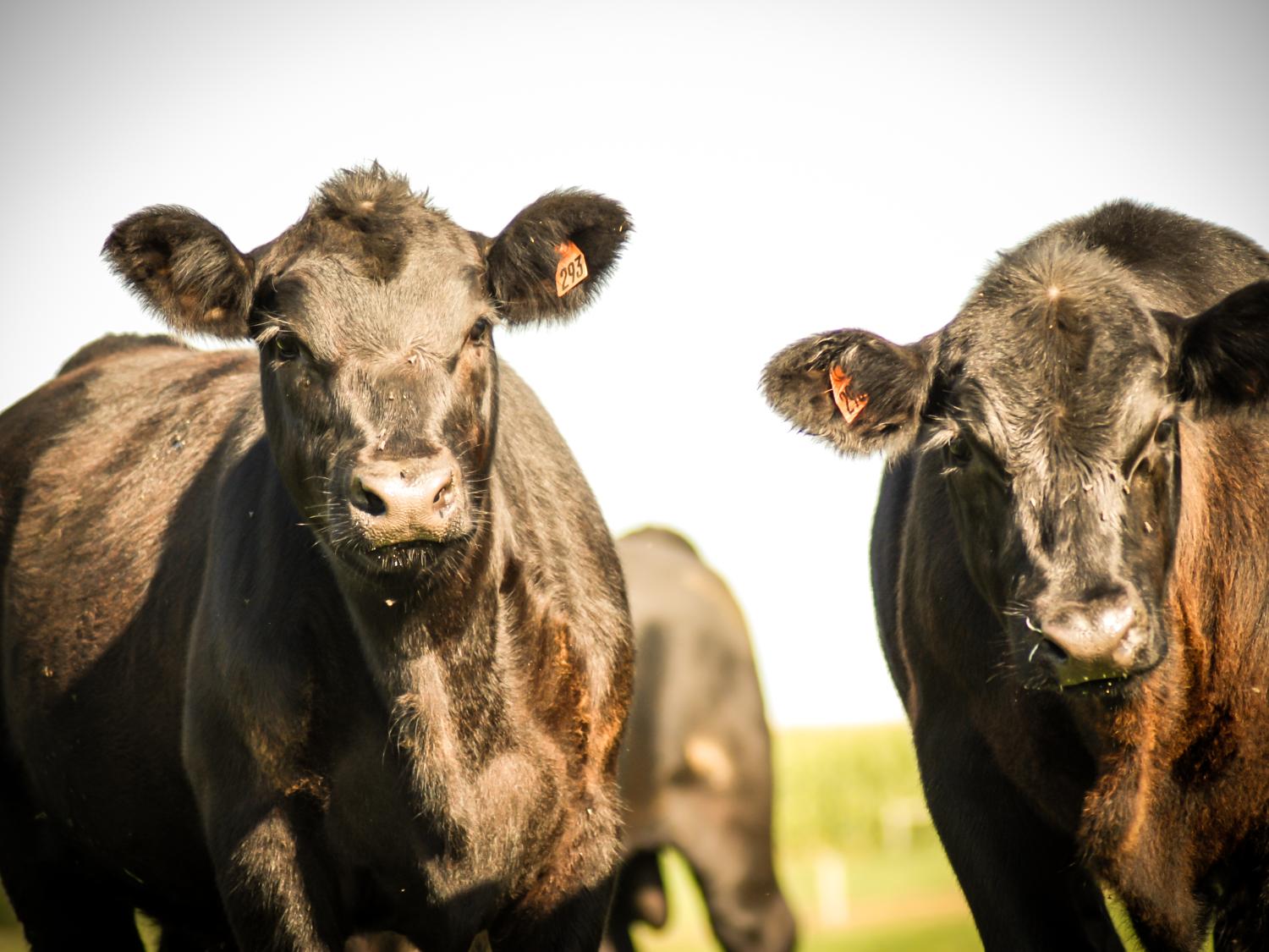 beef cattle for course