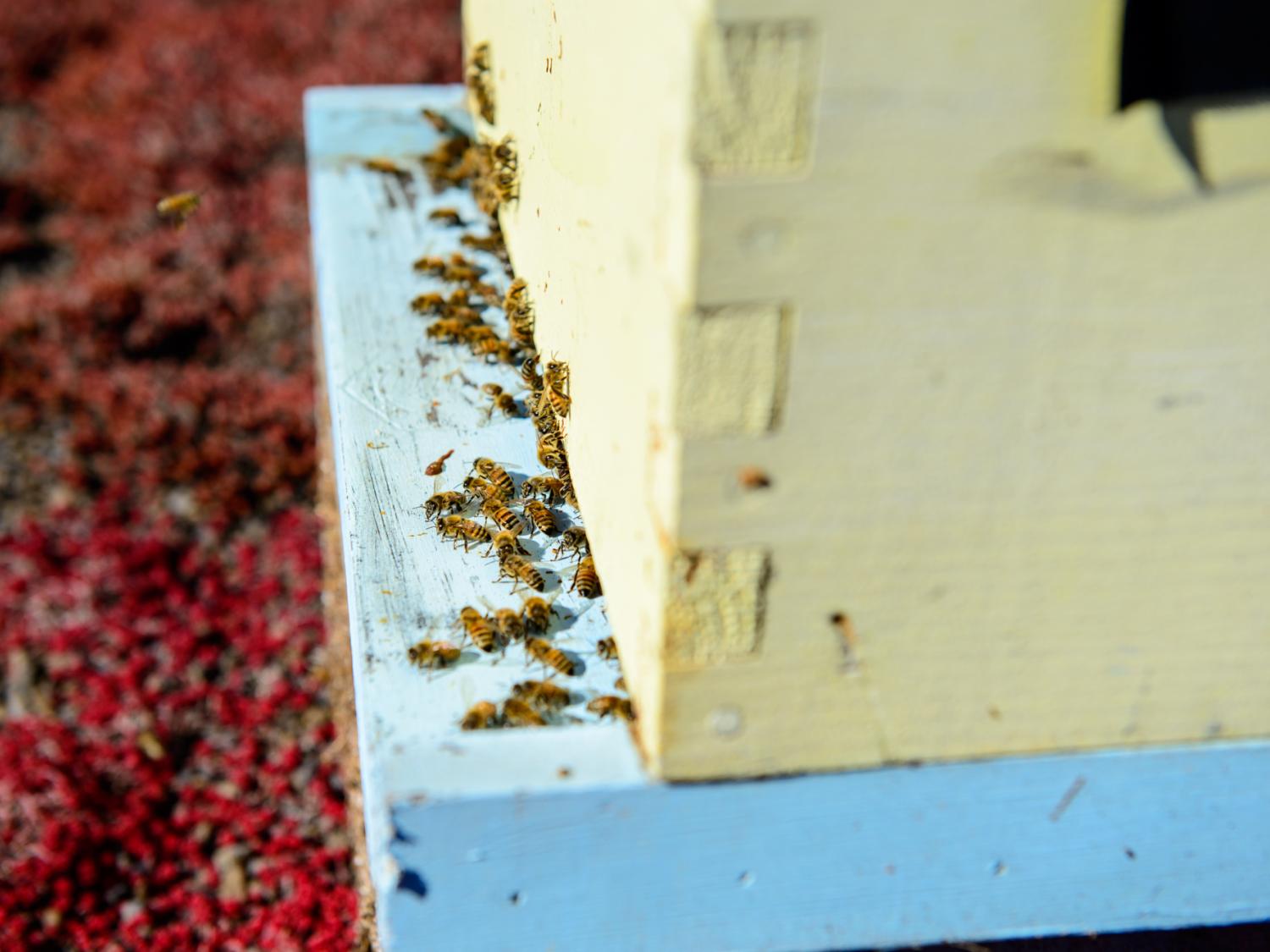 Honey bee hive with bees