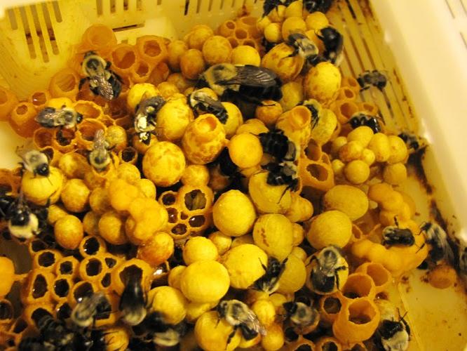 bumblebee colony