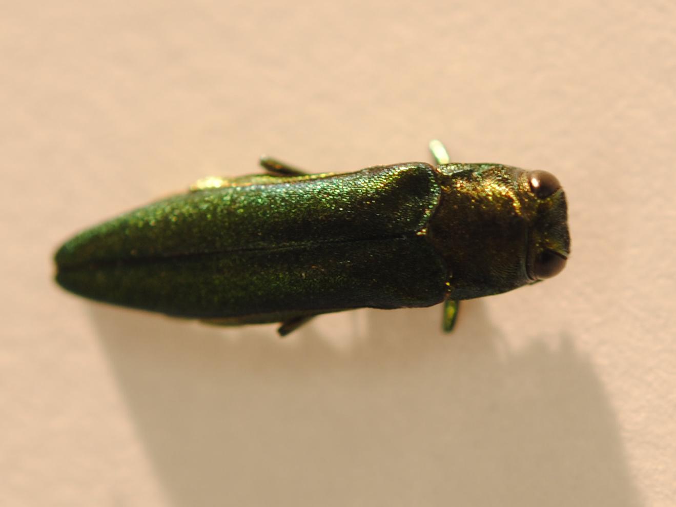 female ash borer