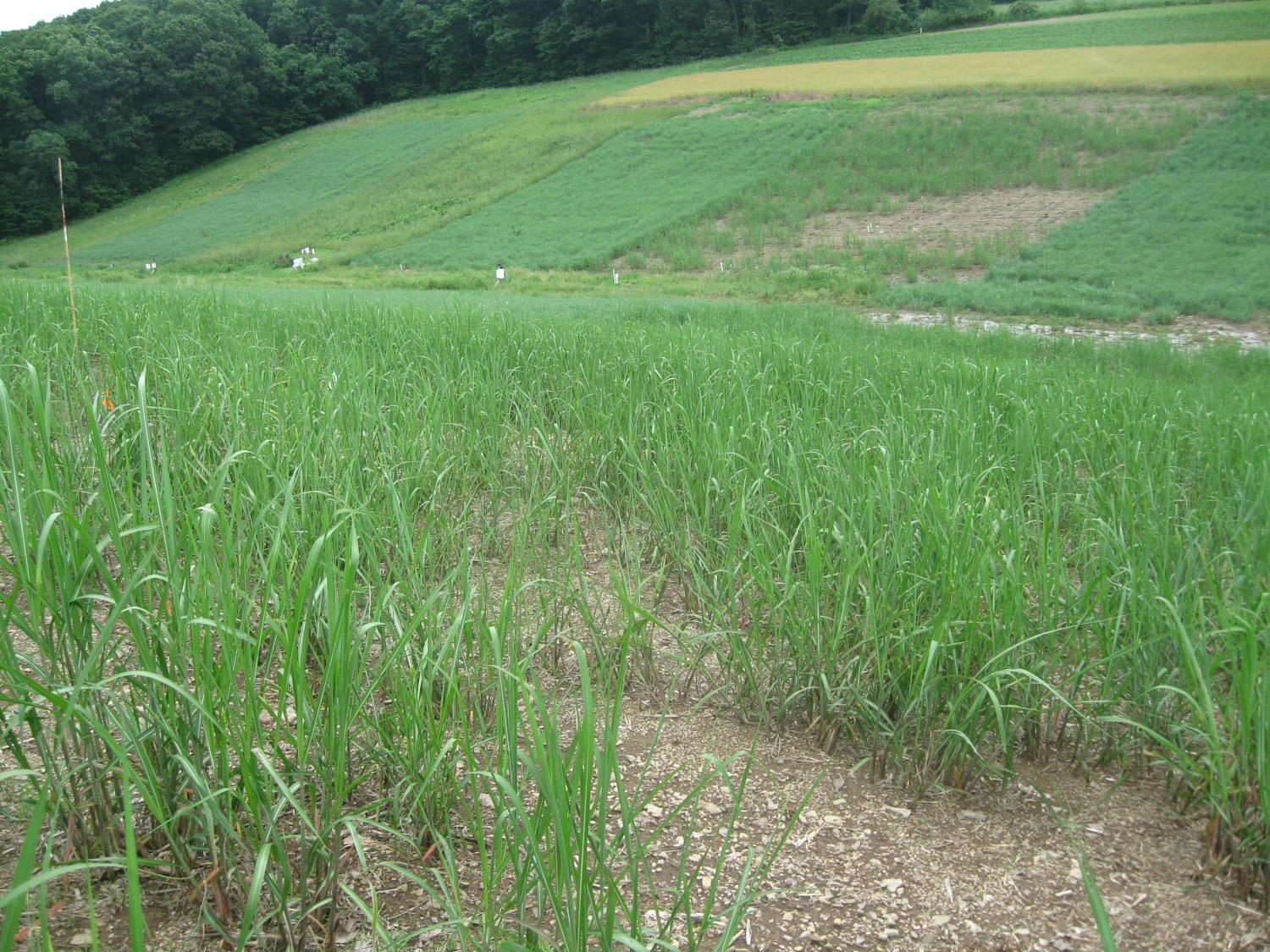 biofuel grass