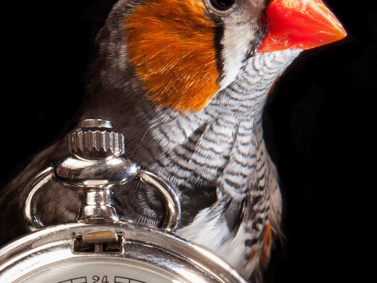 finch next to stopwatch