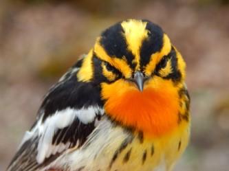 bird photo