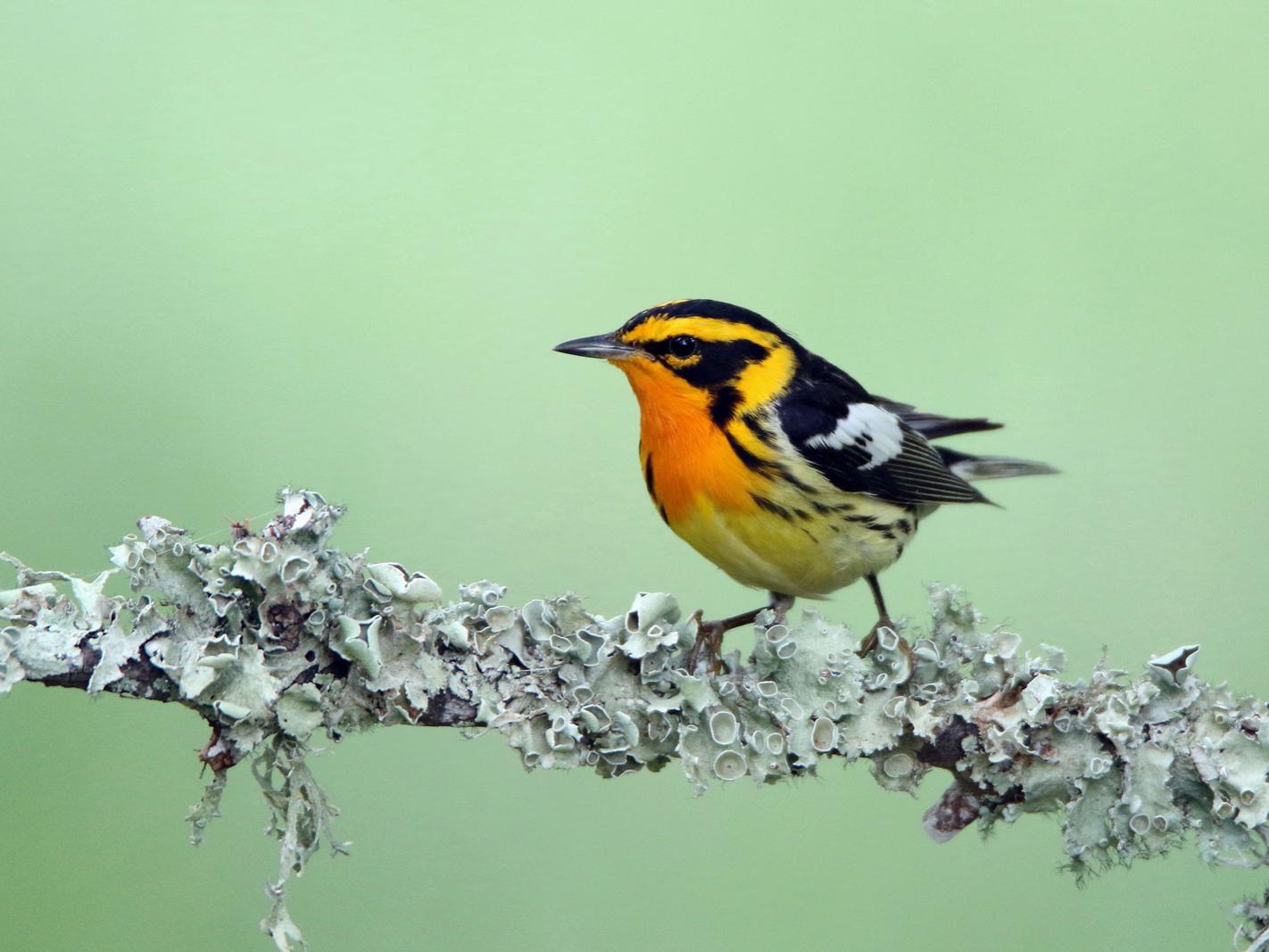 warbler on branch