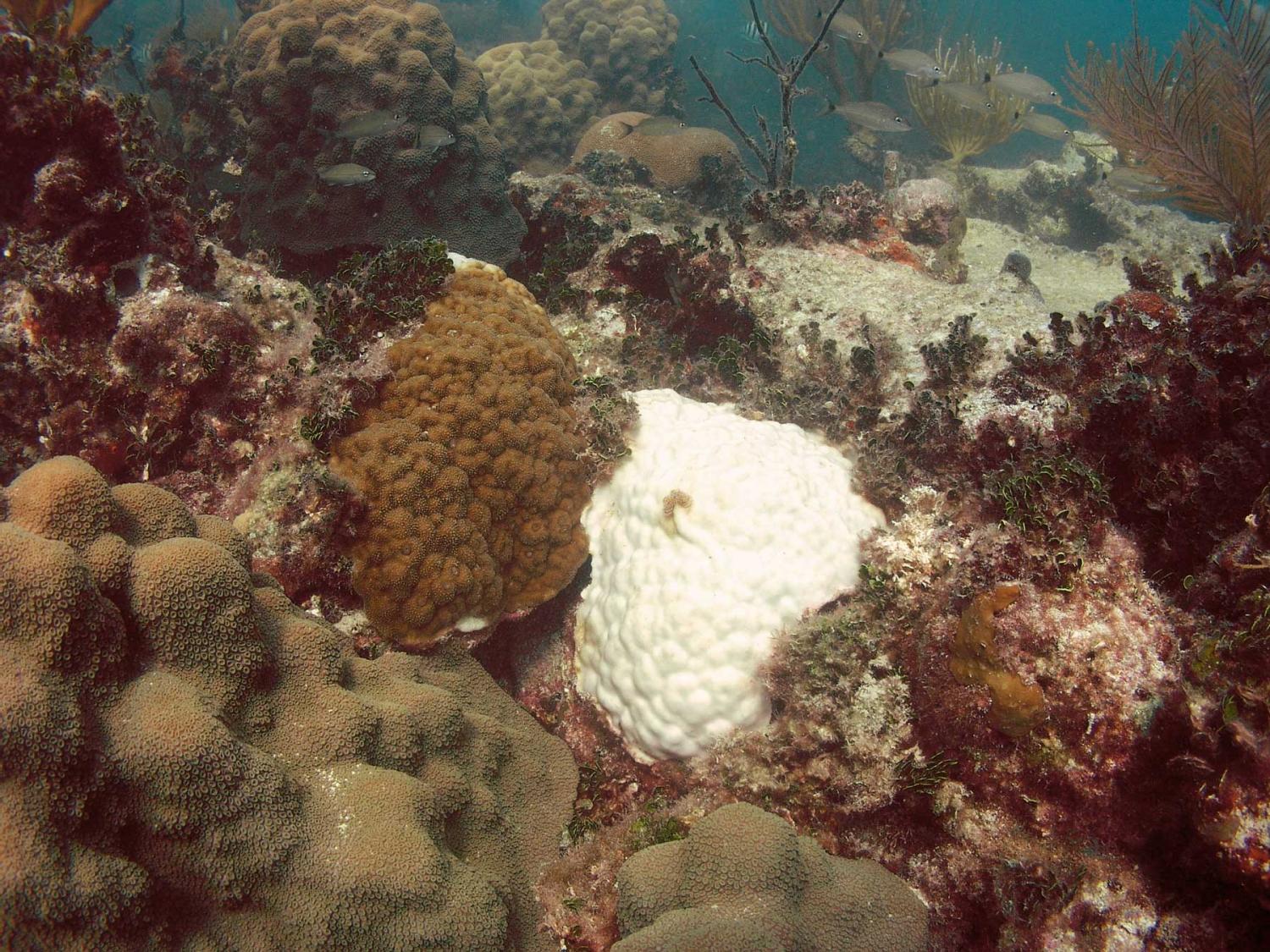 brown and white corals side by side
